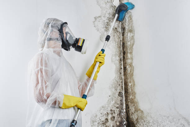 Best Emergency Mold Removal  in Byers, CO