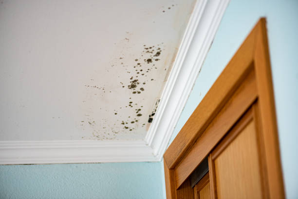 Best Emergency Mold Removal  in Byers, CO