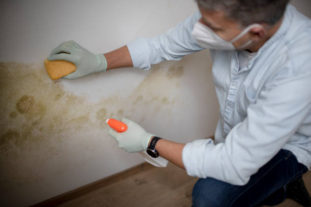 Best Commercial Mold Removal  in Byers, CO