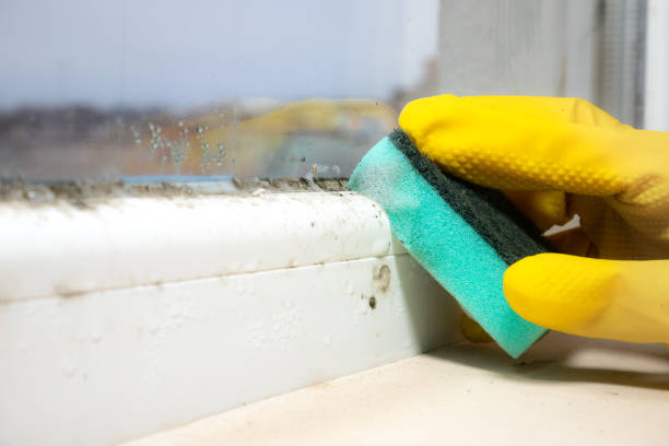 Best Mold Removal Company Near Me  in Byers, CO