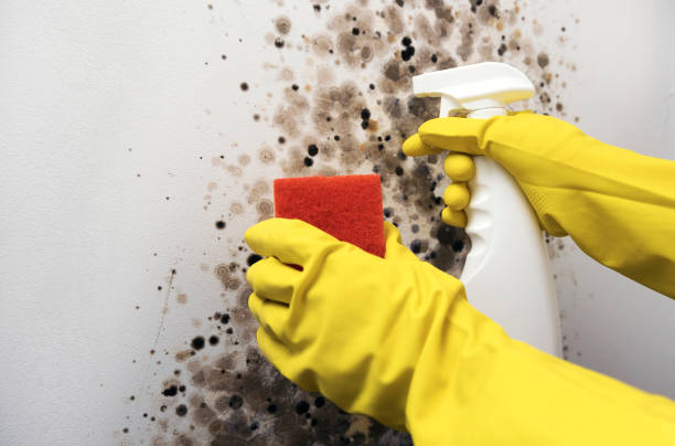 Best Fast Mold Removal  in Byers, CO