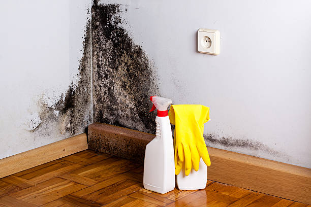 Best Local Mold Removal Service  in Byers, CO