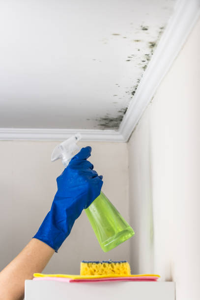 Best Mold Damage Repair  in Byers, CO